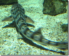 aquarium22