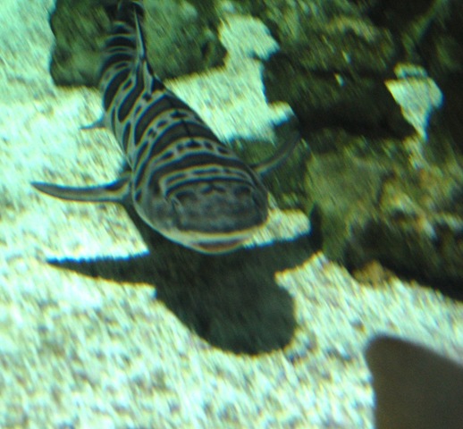 [aquarium272.jpg]