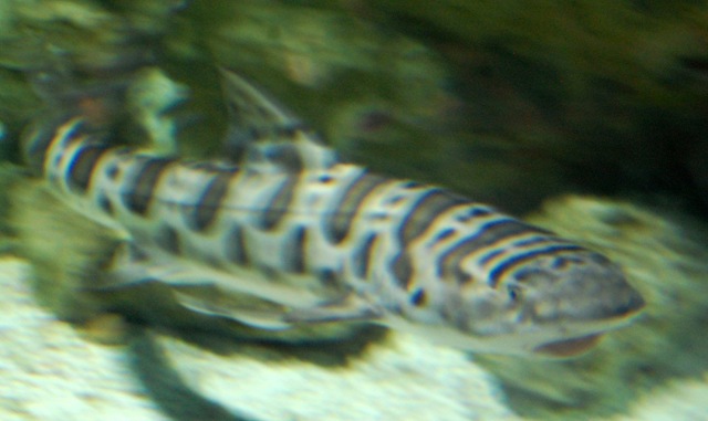 [aquarium242.jpg]