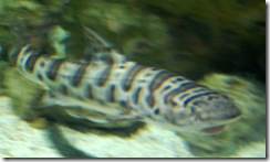 aquarium24