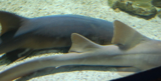 [aquarium212.jpg]