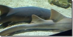 aquarium21