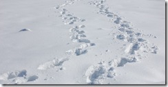 snowypark7