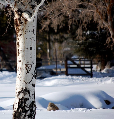 [snowypark5[2].jpg]