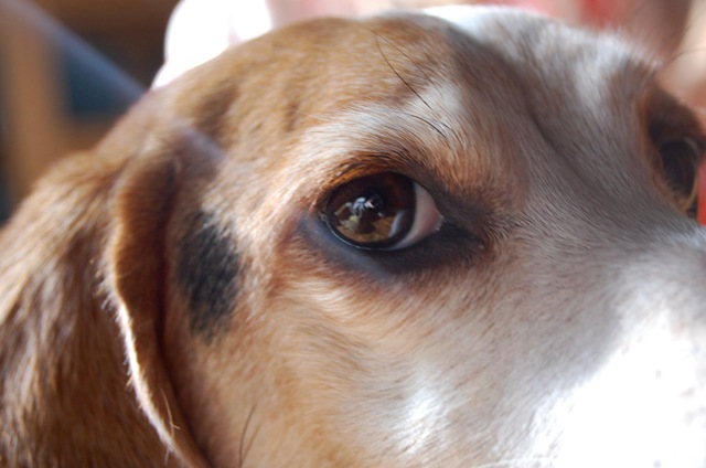 [beandog3[2].jpg]