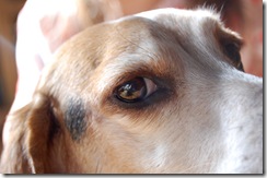 beandog4
