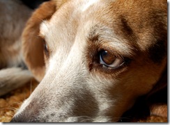 beandog7