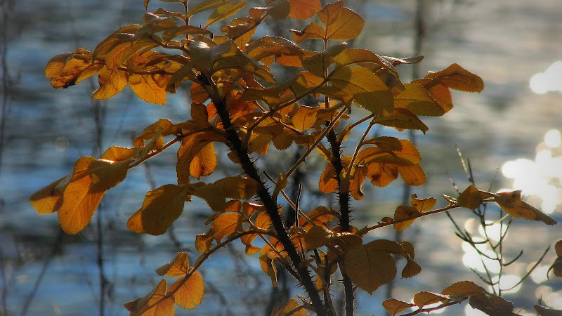 Апология ноября