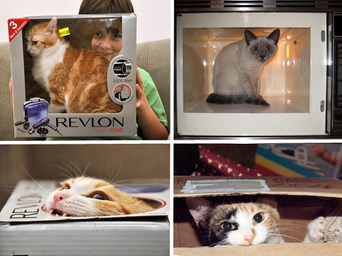 Kitty in a box.jpg