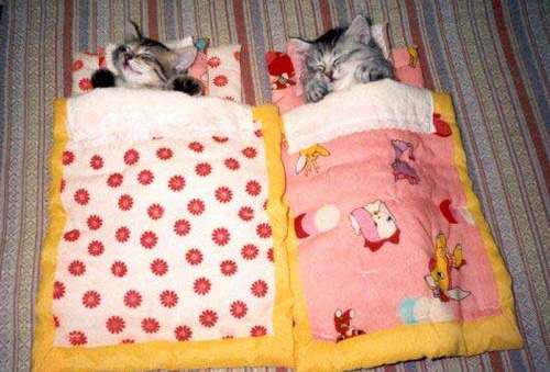 Organize Kitties Naptime.jpg