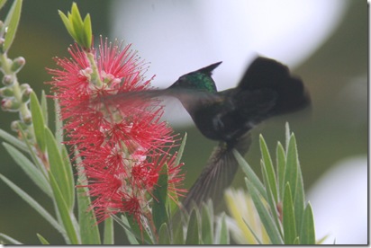 crested hummer