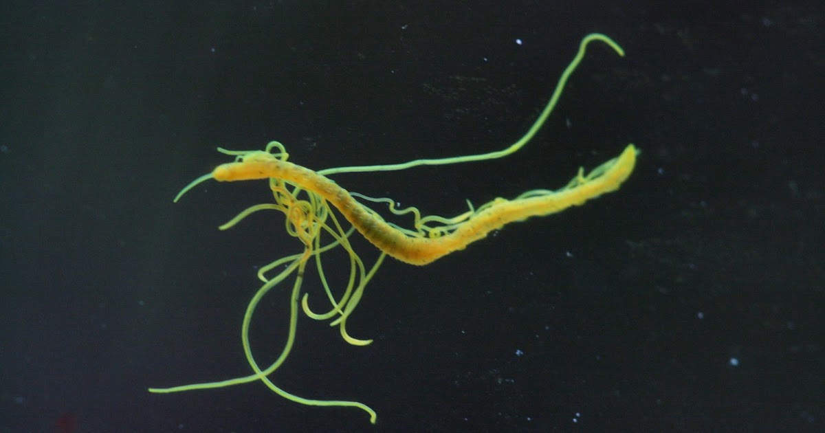 Paul's Reef Spaghetti Worms