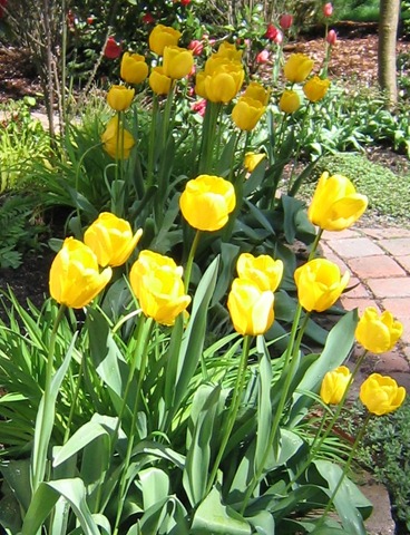[tulips[8].jpg]