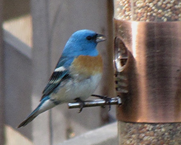 [Lazuli Bunting[3].jpg]