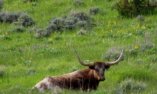 [Mr Longhorn[3].jpg]