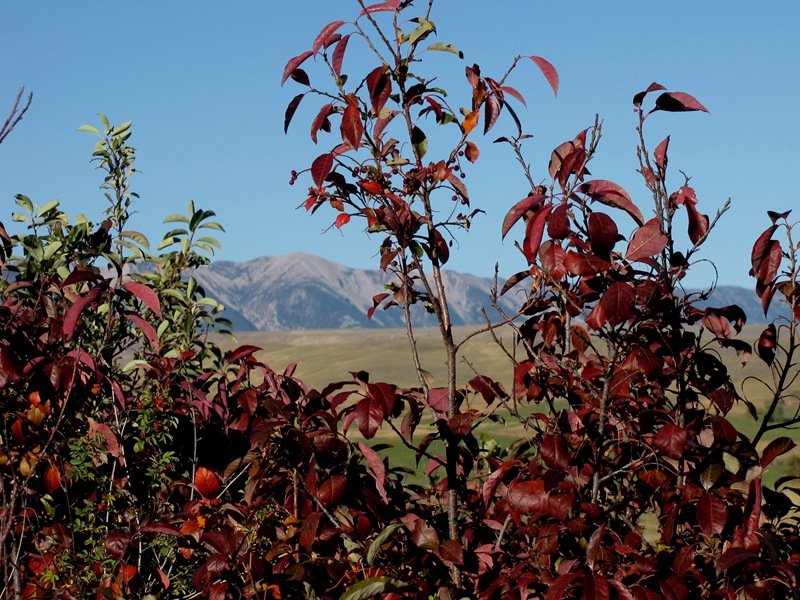 [Fall color2[2].jpg]