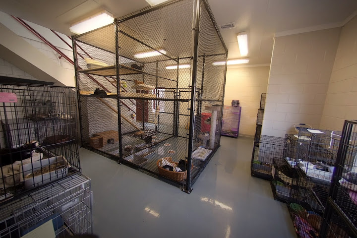 Cat room