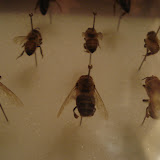 Apis mellifera