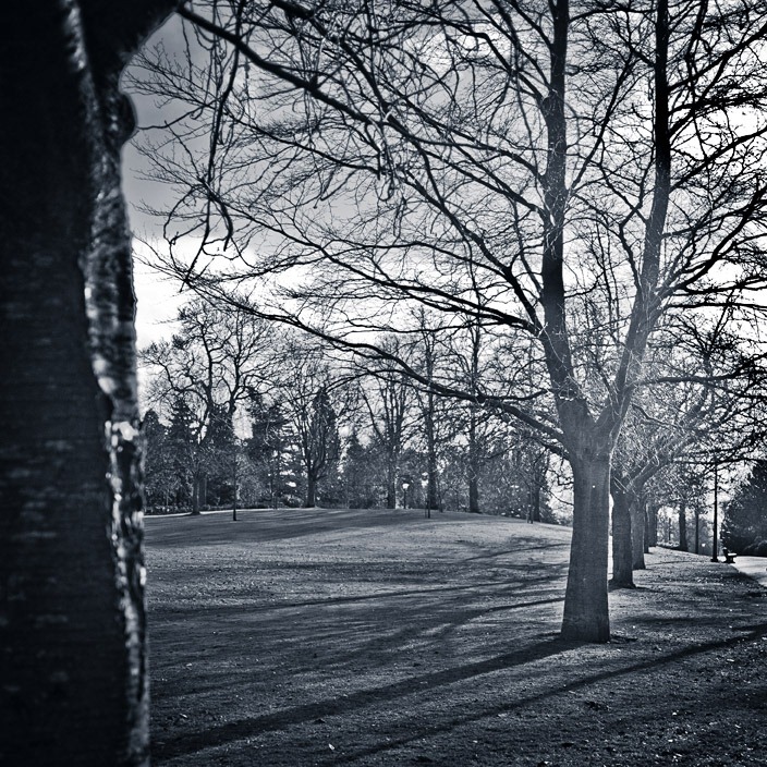 [winter trees[3].jpg]
