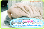 อยากจะเอาความผูกพันที่เรามีมาถักทอเป็นผ้าดีๆ ให้เธอห่มนอน