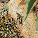 Grasshopper, Carolina Grasshopper