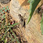 Grasshopper, Carolina Grasshopper