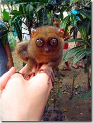 tarsier_worlds_smallest_monkey