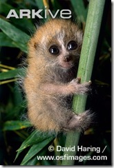 Infant-pygmy-loris-clinging-to-branch