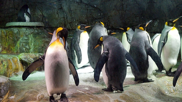 國王企鵝(King Penguin)