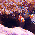 眼斑雙鋸魚(Ocellaris Clownfish)