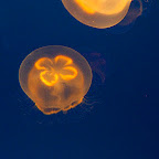 Moon jellyfish (Aurelia aurita)