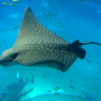 Spotted eagle ray (Aetobatus narinari)