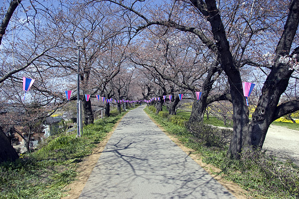 2009年3月31日，因為天氣突然下降的關係，「一分咲き」都沒有。