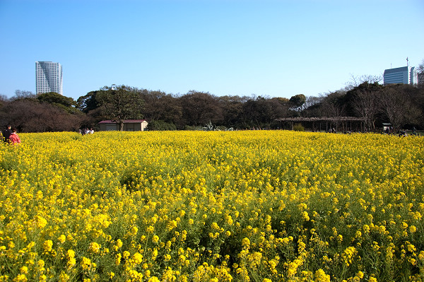 櫻花呢?櫻花呢?