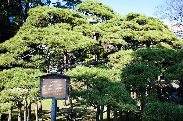 這一棵叫做「三百年の松」,是徳川家宣在改建庭園時種植的東京都最大黑松。