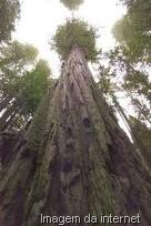 [Sequoia, a maior árvore do mundo[13].png]