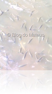 Centenas de novos peixes do Tanque Centenas de novos peixes do Tanque