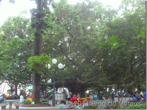 A "Figueira Centenária" no Centro de Florianópolis A "Figueira Centenária" no Centro de Florianópolis