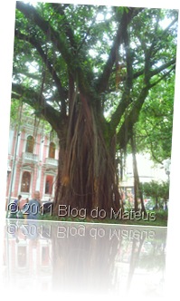 Figueira Figueira