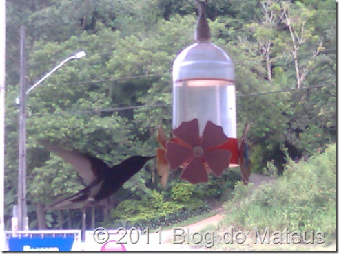 Colibri Colibri