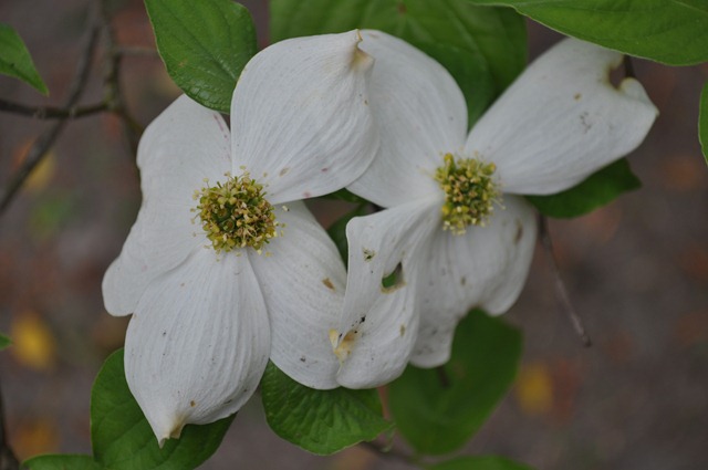 DSC_0637 DSC_0637