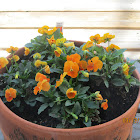 Pansy