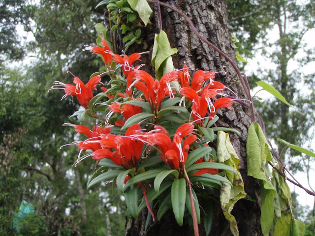 the shade grown area always has really cool wild flowers