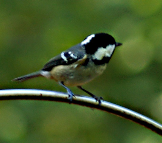 [coal tit crop[2].jpg]