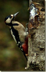 woodpecker1