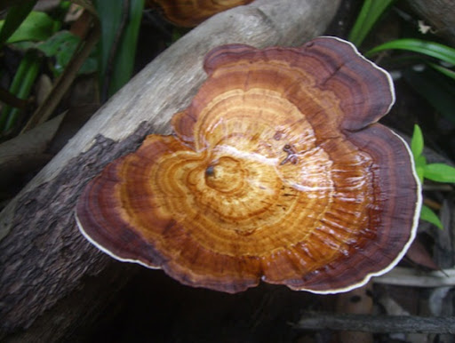 wood-mushroom