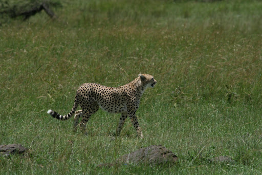 Leopard attacking in Masai mara