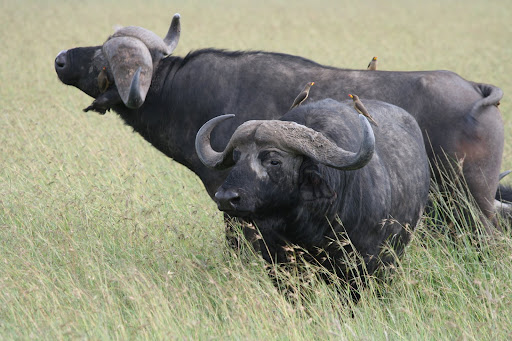 Buffalo herd photos