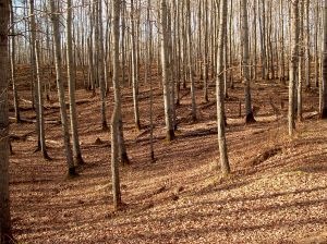 [bare trees[12].jpg]