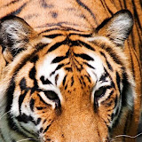 Portfolio - Wildlife